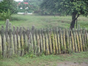 A cactus fence on Bonaire