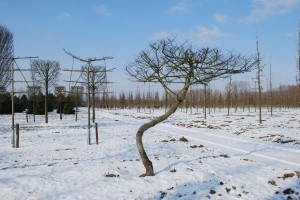 Platanus hispanica 'rooftop swing'