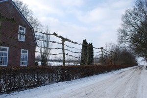 Pleached trees Pleached trees in Holland