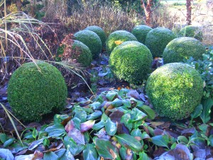 bergenia groundcover