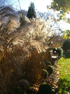 Miscanthus