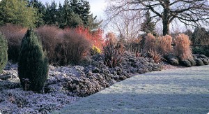 Hilliers Winter Garden