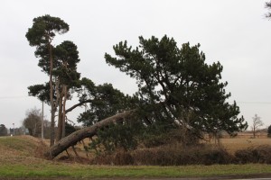 Leaning tree on A272 near Sheet, Hampshire