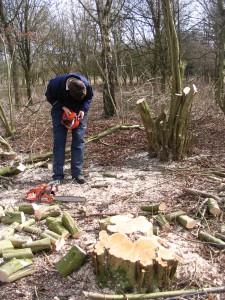 This year’s harvest from two hazel coppice stools 