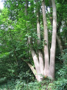 A mature sweet chestnut coppice stool near Stedham, West Sussex  