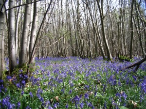 Bluebells in coppice woodland near Chichester 