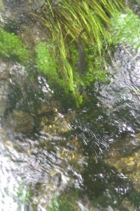 Divine Chalk landscape - wild trout