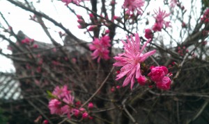 Flowering cherry trees