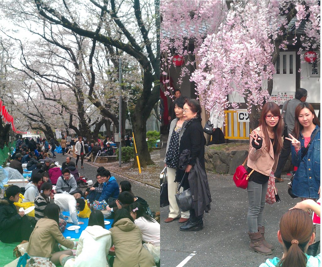 Flowering cherry trees in Japan