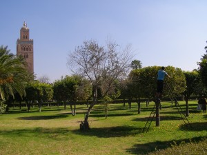 Orange harvest in the central Mosque gardens