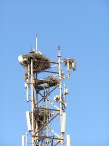 Cranes nest on the telephone mast
