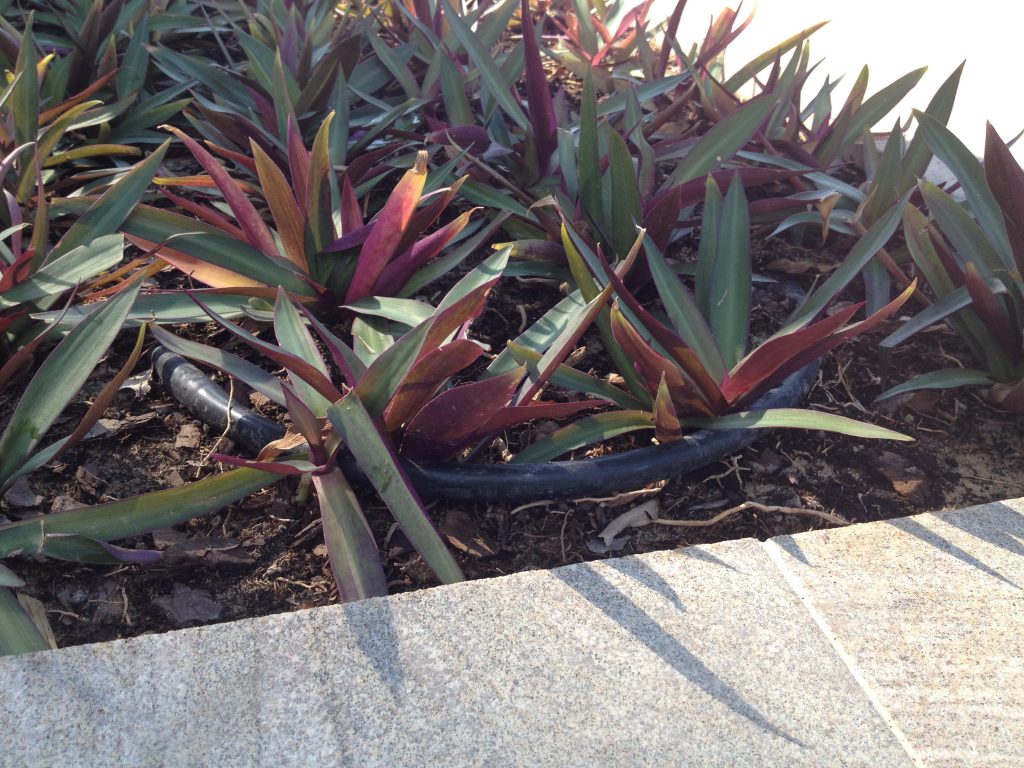 Snaking irrigation pipes through succulents
