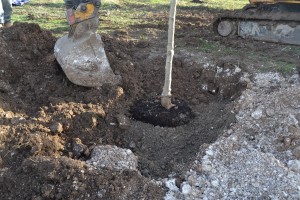 One of the 10 field maples planted as part of a trial we are conducting at Kieron Beattie Landscaping Ltd 