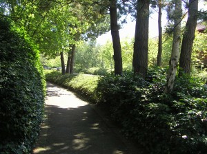 Trees planted as part of a terra firma scheme at Hampshire Corporate Park over 2 decades ago 