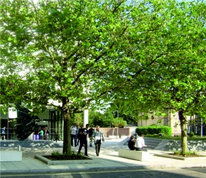 Mature trees in terra firma's University of Portsmouth scheme