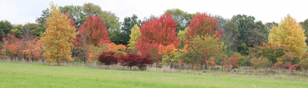 Autumn colour at Hillier nursery, Liss