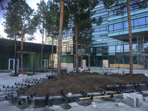 Quadrum project completing in the city’s CBD. 10m plus Pines imported from Germany. Granite plaza just laid and timber seating soon to be installed onto metal framework in foreground.