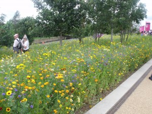 Wildflower meadows at the Olympic Village