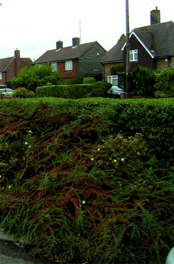 Cotoneaster horizontalis