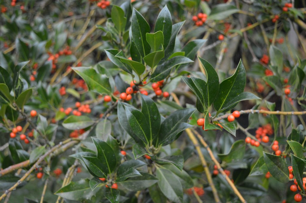 Ilex aquifolium 'Amber' leaves