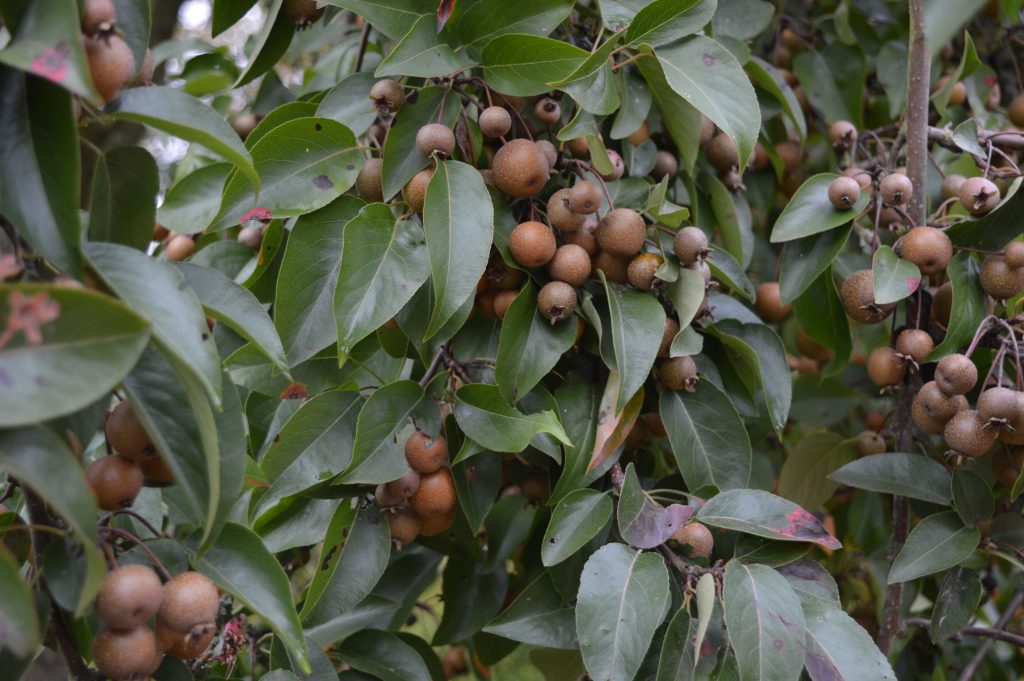 Pyrus paschia leaves fruit