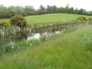 SUDS scheme and self-seeded Gorse at NATS